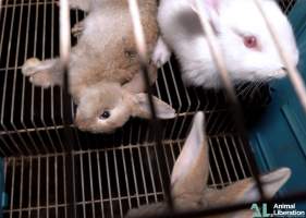 Rabbit farming - Photos captured by Animal Liberation during a 2021 investigation into the farming of rabbits for meat.
https://www.al.org.au/rabbits - Captured at Southern Farmed Rabbits, Kardella VIC Australia.