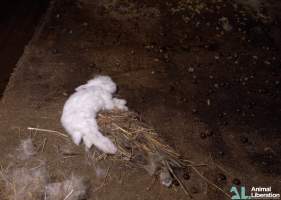 Rabbit farming - Photos captured by Animal Liberation during a 2021 investigation into the farming of rabbits for meat.
https://www.al.org.au/rabbits - Captured at Southern Farmed Rabbits, Kardella VIC Australia.