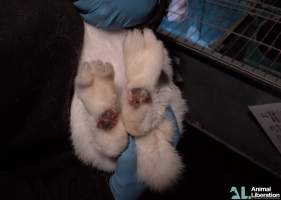 Rabbit farming - Photos captured by Animal Liberation during a 2021 investigation into the farming of rabbits for meat.
https://www.al.org.au/rabbits - Captured at Southern Farmed Rabbits, Kardella VIC Australia.