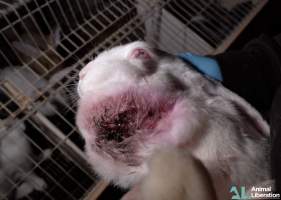 Rabbit farming - Photos captured by Animal Liberation during a 2021 investigation into the farming of rabbits for meat.
https://www.al.org.au/rabbits - Captured at Southern Farmed Rabbits, Kardella VIC Australia.