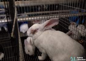 Rabbit farming - Photos captured by Animal Liberation during a 2021 investigation into the farming of rabbits for meat.
https://www.al.org.au/rabbits - Captured at Southern Farmed Rabbits, Kardella VIC Australia.