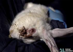 Rabbit farming - Photos captured by Animal Liberation during a 2021 investigation into the farming of rabbits for meat.
https://www.al.org.au/rabbits - Captured at Southern Farmed Rabbits, Kardella VIC Australia.