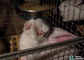 Rabbit farming - Photos captured by Animal Liberation during a 2021 investigation into the farming of rabbits for meat.
https://www.al.org.au/rabbits - Captured at Southern Farmed Rabbits, Kardella VIC Australia.