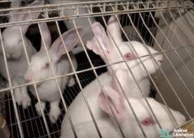 Rabbit farming - Photos captured by Animal Liberation during a 2021 investigation into the farming of rabbits for meat.
https://www.al.org.au/rabbits - Captured at Southern Farmed Rabbits, Kardella VIC Australia.