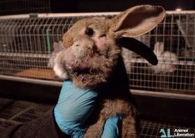 Rabbit farming - Photos captured by Animal Liberation during a 2021 investigation into the farming of rabbits for meat.
https://www.al.org.au/rabbits - Captured at Southern Farmed Rabbits, Kardella VIC Australia.