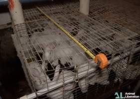 Rabbit farming - Photos captured by Animal Liberation during a 2021 investigation into the farming of rabbits for meat.
https://www.al.org.au/rabbits - Captured at Southern Farmed Rabbits, Kardella VIC Australia.