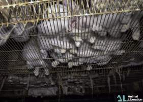 Rabbit farming - Photos captured by Animal Liberation during a 2021 investigation into the farming of rabbits for meat.
https://www.al.org.au/rabbits - Captured at Southern Farmed Rabbits, Kardella VIC Australia.