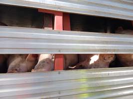 Pigs on a truck outside Benalla Slaughterhouse - Captured at Benalla Abattoir, Benalla VIC Australia.