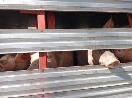 Pigs on a truck outside Benalla Slaughterhouse - Captured at Benalla Abattoir, Benalla VIC Australia.