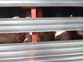 Pigs on a truck outside Benalla Slaughterhouse - Captured at Benalla Abattoir, Benalla VIC Australia.