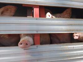 Pigs on a truck outside Benalla Slaughterhouse - Crammed together - Captured at Benalla Abattoir, Benalla VIC Australia.