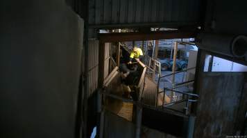 Dairy cow trying to turn around in the race leading to the knockbox - Screenshot from hidden camera footage, captured at Ralph's Meats cattle slaughterhouse in Seymour, northern Victoria. - Captured at Ralphs Meat Co, Seymour VIC Australia.