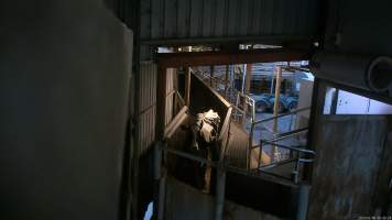 Emaciated dairy cow in the race leading to the knockbox - Screenshot from hidden camera footage, captured at Ralph's Meats cattle slaughterhouse in Seymour, northern Victoria. - Captured at Ralphs Meat Co, Seymour VIC Australia.