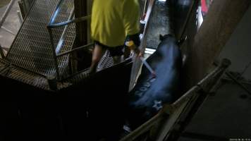 Cow being forced into the knockbox with an electric prodder - Screenshot from hidden camera footage, captured at Ralph's Meats cattle slaughterhouse in Seymour, northern Victoria. - Captured at Ralphs Meat Co, Seymour VIC Australia.