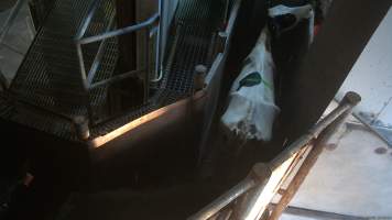 Emaciated dairy cow in the race leading to the knockbox - Screenshot from hidden camera footage, captured at Ralph's Meats cattle slaughterhouse in Seymour, northern Victoria. - Captured at Ralphs Meat Co, Seymour VIC Australia.