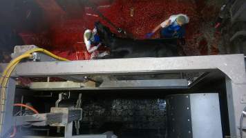 Worker cuts open conscious cow's throat - Screenshot from hidden camera footage, captured at Ralph's Meats cattle slaughterhouse in Seymour, northern Victoria. - Captured at Ralphs Meat Co, Seymour VIC Australia.