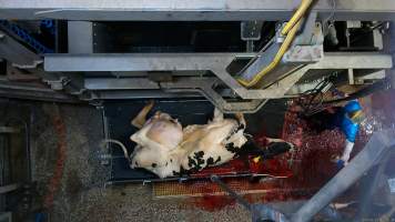 Dairy cow with large udder kicks on sticking bench, throat cut open - Screenshot from hidden camera footage, captured at Ralph's Meats cattle slaughterhouse in Seymour, northern Victoria. - Captured at Ralphs Meat Co, Seymour VIC Australia.