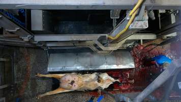 Dairy cow with large udder lying upside down, throat cut open - Screenshot from hidden camera footage, captured at Ralph's Meats cattle slaughterhouse in Seymour, northern Victoria. - Captured at Ralphs Meat Co, Seymour VIC Australia.