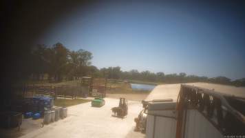 Forklift carries dead-on-arrival cow away from unloading area - Screenshot from hidden camera footage, captured at Ralph's Meats cattle slaughterhouse in Seymour, northern Victoria. - Captured at Ralphs Meat Co, Seymour VIC Australia.