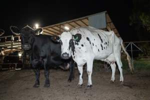 Cows in the holding pens - Captured at Ralphs Meat Co, Seymour VIC Australia.