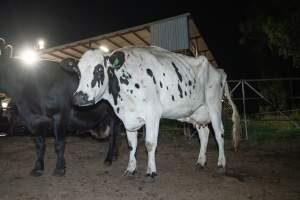 Cows in the holding pens - Captured at Ralphs Meat Co, Seymour VIC Australia.