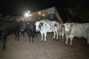 Cows in the holding pens - Captured at Ralphs Meat Co, Seymour VIC Australia.