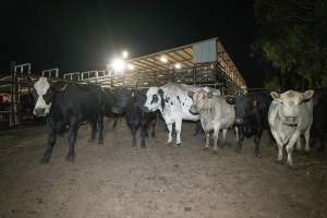 Cows in the holding pens - Captured at Ralphs Meat Co, Seymour VIC Australia.