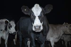 Cows in the holding pens - Captured at Ralphs Meat Co, Seymour VIC Australia.