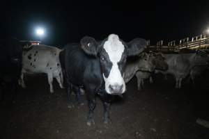 Cows in the holding pens - Captured at Ralphs Meat Co, Seymour VIC Australia.