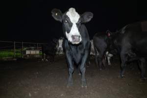 Cows in the holding pens - Captured at Ralphs Meat Co, Seymour VIC Australia.