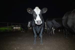 Cows in the holding pens - Captured at Ralphs Meat Co, Seymour VIC Australia.