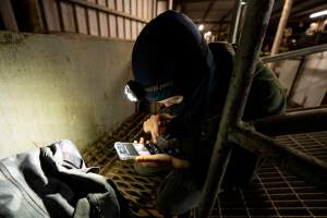 Investigator watches through hidden camera footage in a slaughterhouse - Captured at Ralphs Meat Co, Seymour VIC Australia.