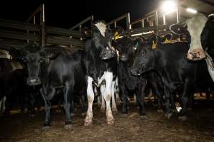 Steers in the holding pens - Captured at Ralphs Meat Co, Seymour VIC Australia.