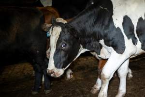 Dairy cow/steer in the holding pens - Captured at Ralphs Meat Co, Seymour VIC Australia.