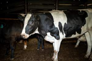 Dairy steer in the holding pens - Captured at Ralphs Meat Co, Seymour VIC Australia.