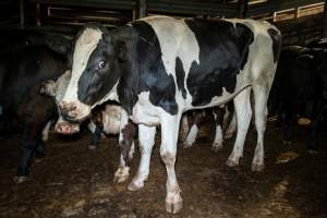 Dairy steer in the holding pens - Captured at Ralphs Meat Co, Seymour VIC Australia.