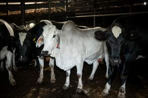 Brahman and dairy cows in the holding pens - Captured at Ralphs Meat Co, Seymour VIC Australia.