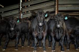 Cows/steers in the holding pens - Captured at Ralphs Meat Co, Seymour VIC Australia.