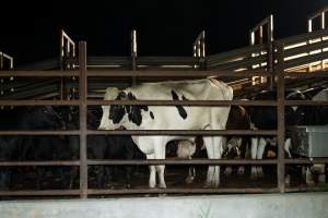 Cows/steers in the holding pens - Captured at Ralphs Meat Co, Seymour VIC Australia.