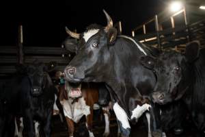 Cows/steers in the holding pens - Captured at Ralphs Meat Co, Seymour VIC Australia.