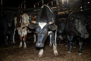 Cows/steers in the holding pens - Captured at Ralphs Meat Co, Seymour VIC Australia.