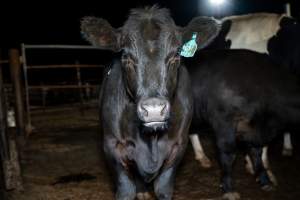 Cows/steers in the holding pens - Captured at Ralphs Meat Co, Seymour VIC Australia.