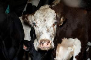 Cows/steers in the holding pens - Captured at Ralphs Meat Co, Seymour VIC Australia.