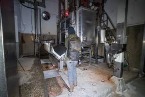 Investigator films knockbox inside cattle kill room - Captured at Ralphs Meat Co, Seymour VIC Australia.