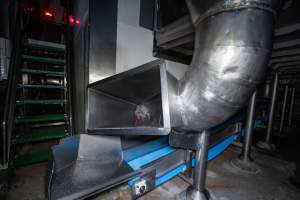 Waste/offal chute in processing room - Captured at Ralphs Meat Co, Seymour VIC Australia.