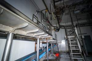 Cattle processing room - Captured at Ralphs Meat Co, Seymour VIC Australia.