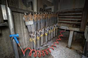 Leg chains for hoisting slaughtered cattle - Captured at Ralphs Meat Co, Seymour VIC Australia.