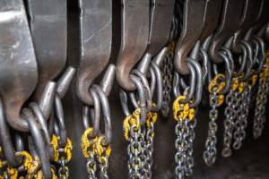 Leg chains for hoisting slaughtered cattle - Captured at Ralphs Meat Co, Seymour VIC Australia.