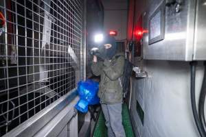 Investigator films knockbox in cattle kill room - Captured at Ralphs Meat Co, Seymour VIC Australia.