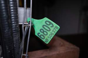 Ear tag in cattle kill room - Captured at Ralphs Meat Co, Seymour VIC Australia.